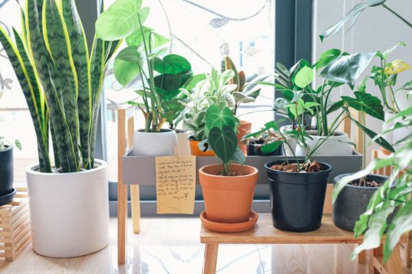 3. How to provide adequate sunlight for indoor plants?