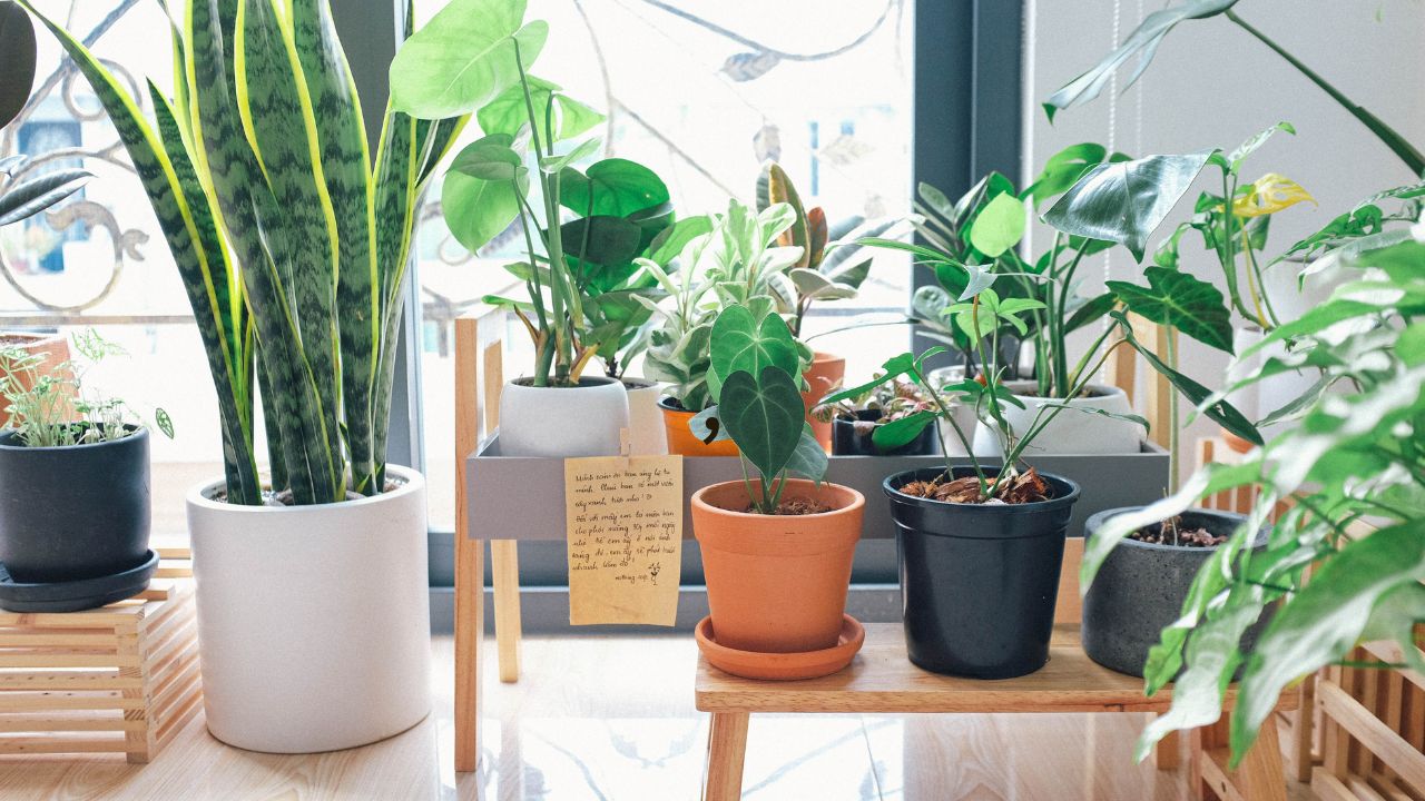 3. How to provide adequate sunlight for indoor plants?