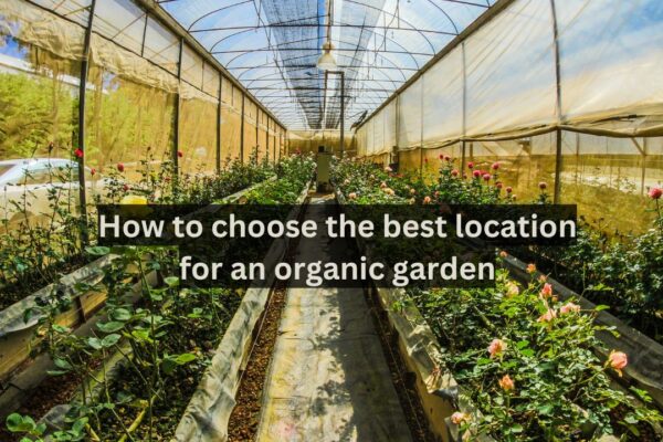 How to choose the best location for an organic garden