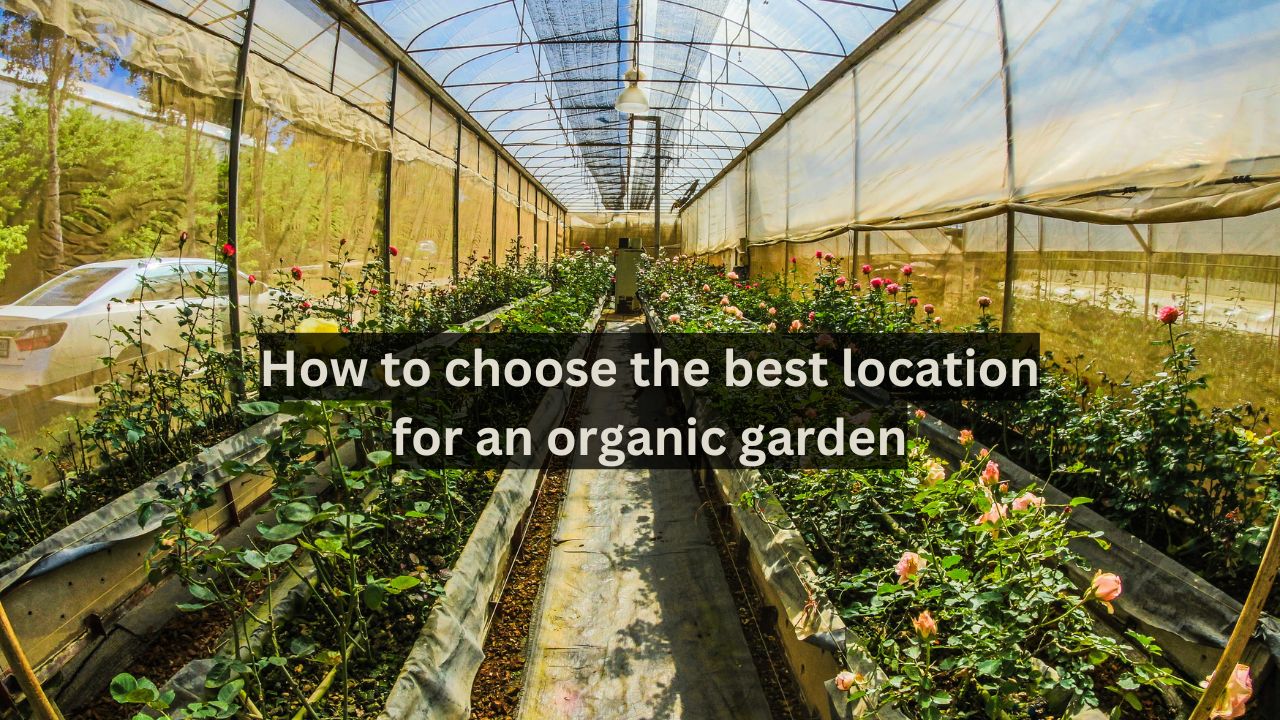 How to choose the best location for an organic garden