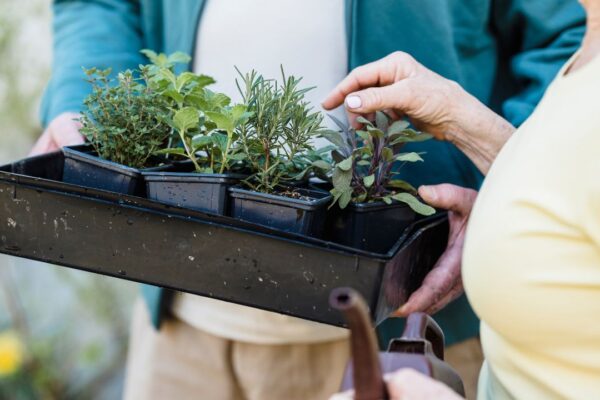 container gardening