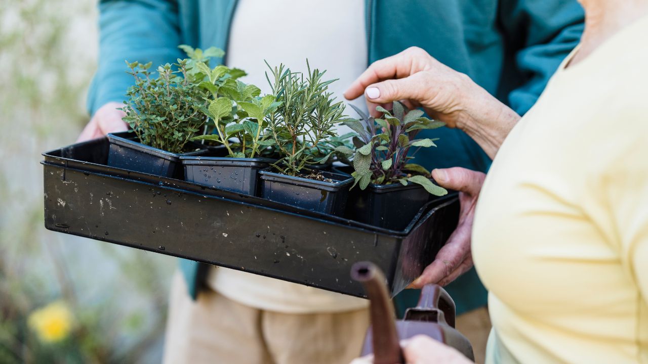 container gardening