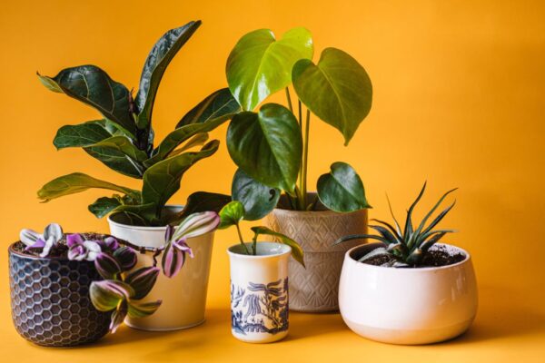 How to choose the right plants for indoor gardening?