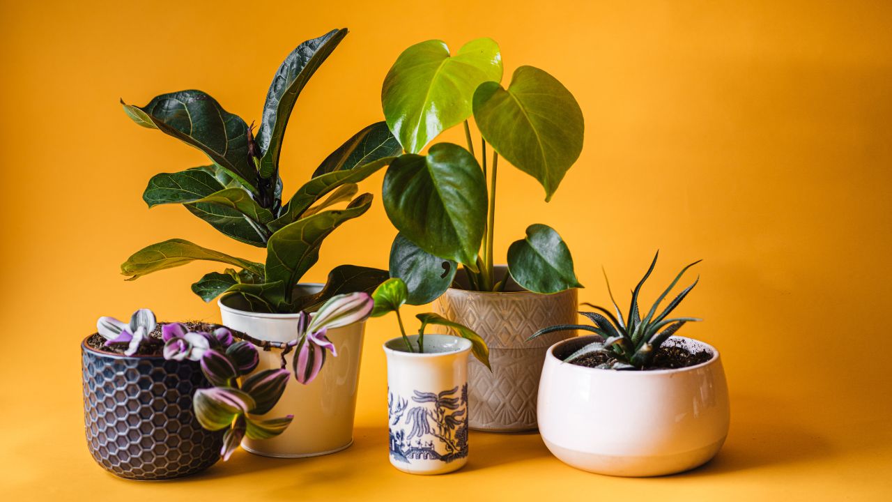 How to choose the right plants for indoor gardening?