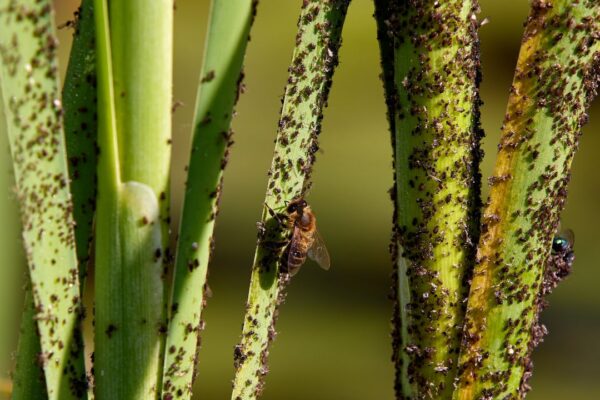 How to control pests and diseases in an organic garden