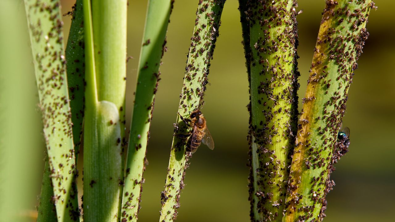 How to control pests and diseases in an organic garden