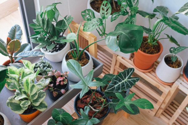 How to prevent overwatering indoor plants