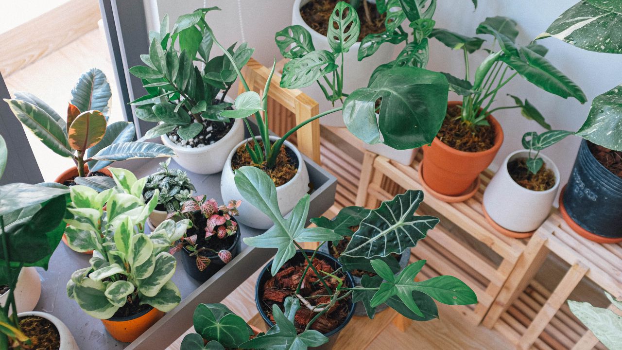 How to prevent overwatering indoor plants