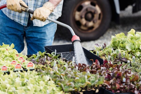 How to water container plants properly