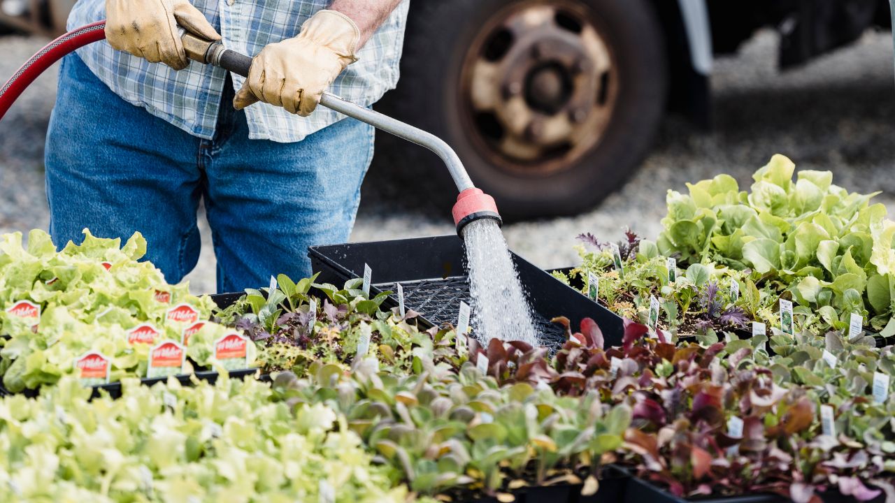 How to water container plants properly